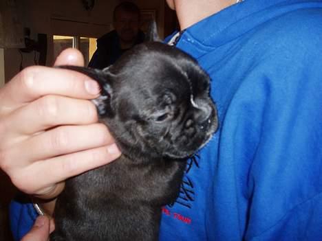 Fransk bulldog Kira - uhhmm... elsker når far klør mig bag øret...  billede 2