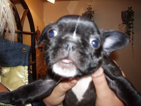 Fransk bulldog Kira - se lige mig her... i believe i can fly :o) billede 3