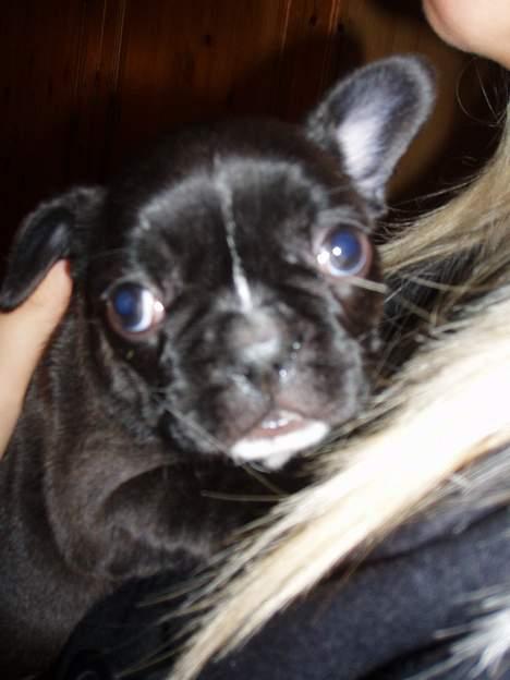 Fransk bulldog Kira - se lige mine store flotte øjne.. billede 6