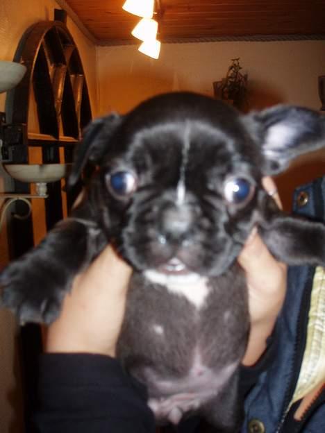 Fransk bulldog Kira - titte BØØØØHH billede 7