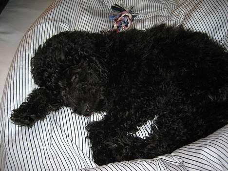 Mellempuddel Curly billede 10