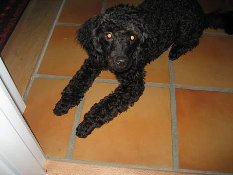 Mellempuddel Curly billede 11