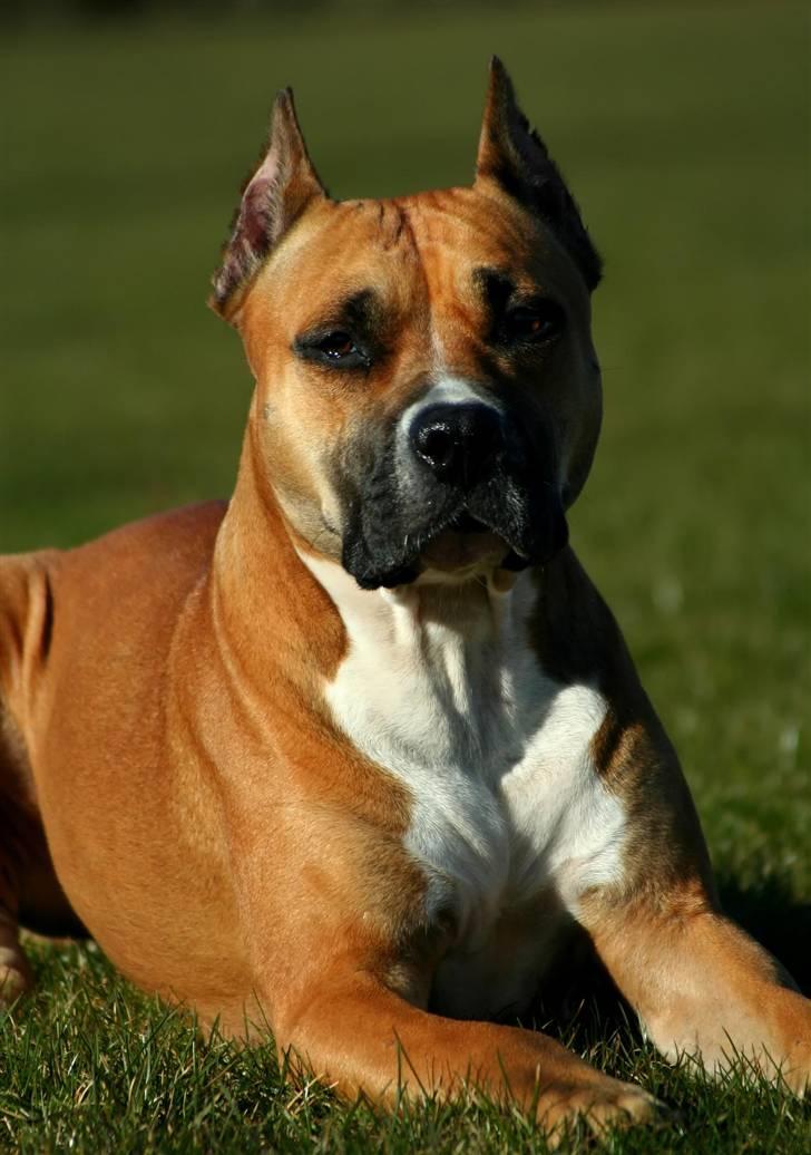 Amerikansk staffordshire terrier Freja + Aflivet + - Www.Soegaarde.dk billede 19
