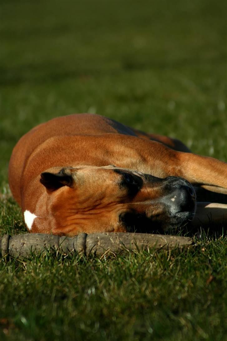 Amerikansk staffordshire terrier Freja + Aflivet + - Www.Soegaarde.dk billede 20