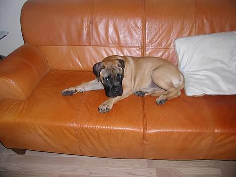 Bullmastiff Maggie billede 13