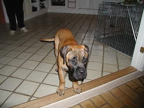 Bullmastiff Maggie billede 15