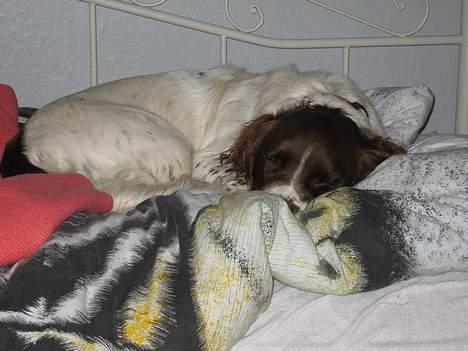 Field Trial spaniel Jason - Jason elsker at lave sin egen lille rede i sengen og putte der :) billede 14