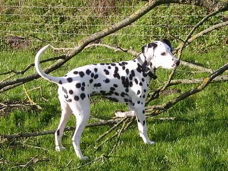 Dalmatiner Spotty Buddy V. Jasper  - Jasper 5 mdr gammel billede 14