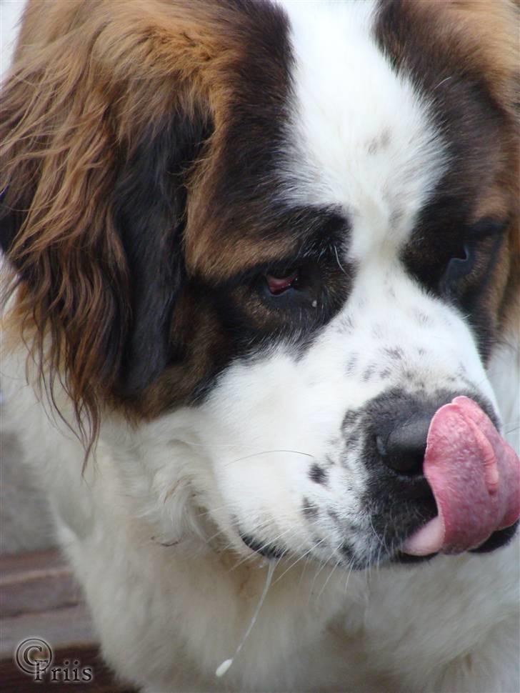 Sankt bernhardshund Møffe 20/02/06 - 17/11/08 billede 9