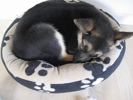 Schæferhund Lica - Zzzzz billede 7