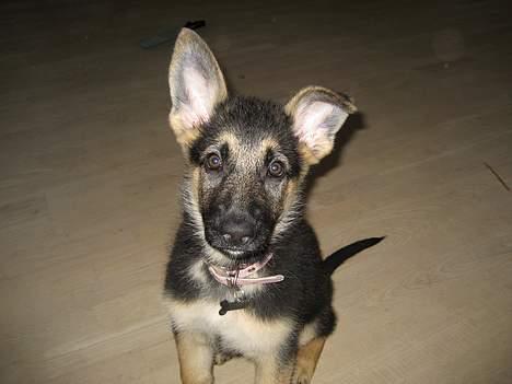 Schæferhund Lica billede 8