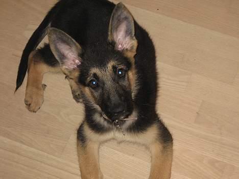 Schæferhund Lica billede 9