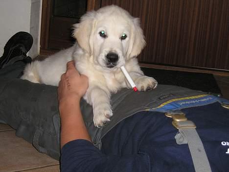 Golden retriever Cosmo (**Død**) - Nu skal du ligge stille mens geniet tegner :) billede 9