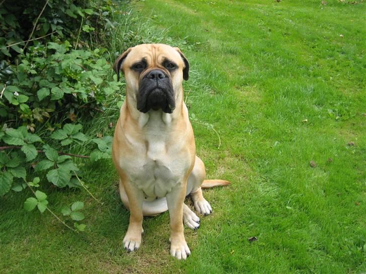 Bullmastiff Bertha - Mor skal have taget et billed til avisen, så endnu endgang skal jeg sidde stille! billede 12