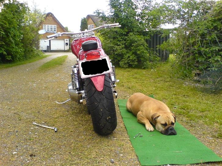 Bullmastiff Bertha - Jeg passer på fars cykel billede 13