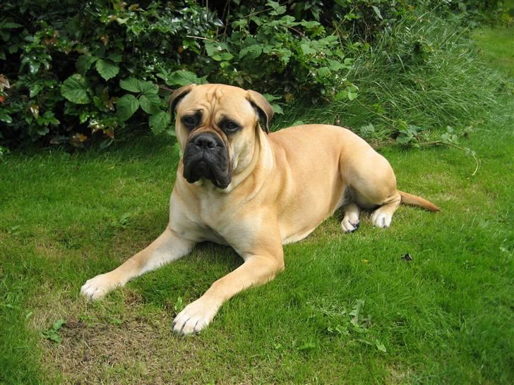 Bullmastiff Bertha - Nå , men så ligger jeg mig bare ned! billede 14