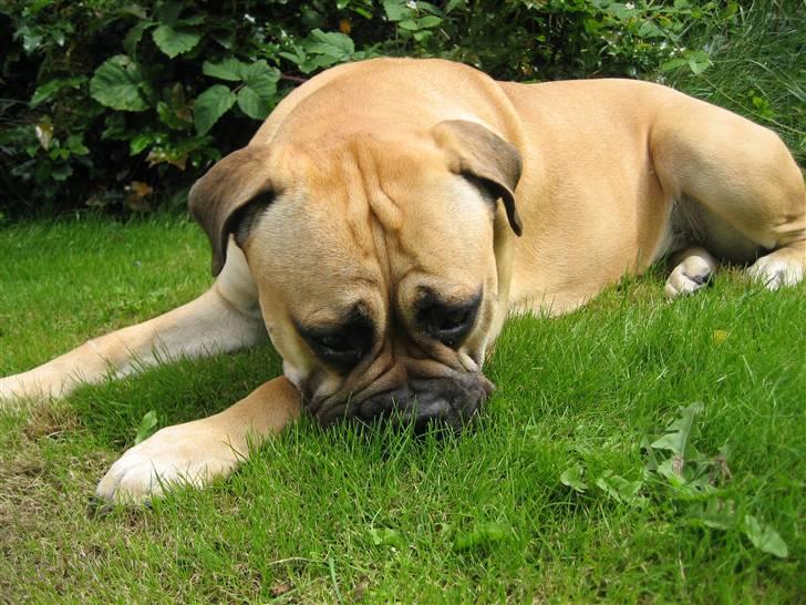 Bullmastiff Bertha - Jeg sagde jo jeg ikke gad mere... billede 15