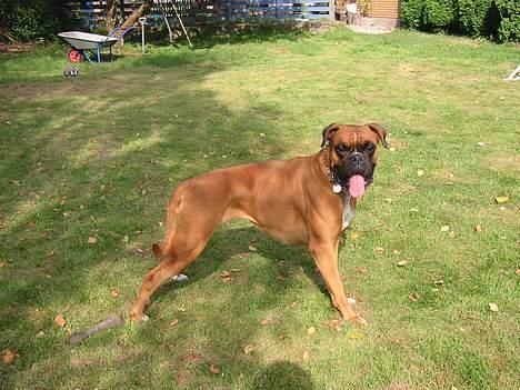 Boxer Equitta - Safir, Equittas halvsøster. Døde aug 2002 billede 8