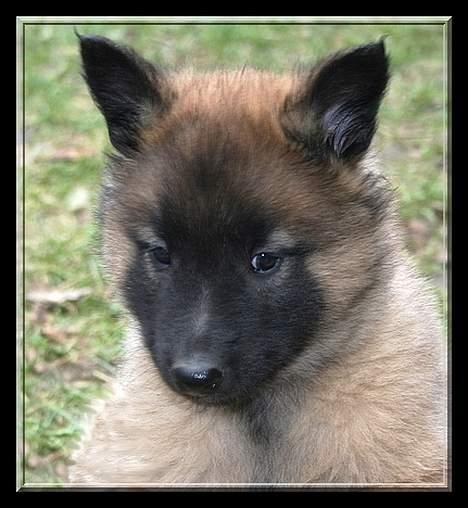 Tervueren Banzai - Det er så Banzai´s søn Muxing billede 4