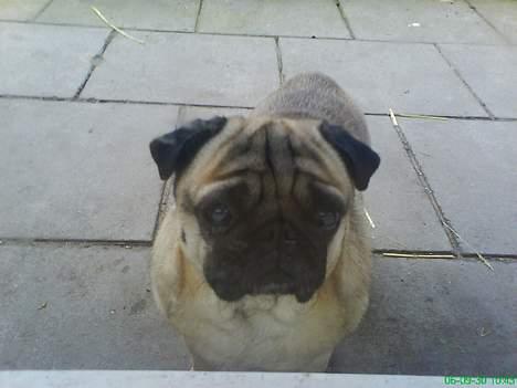 Mops marius billede 1