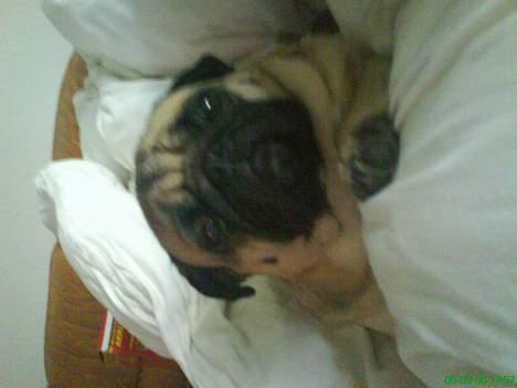 Mops marius billede 2