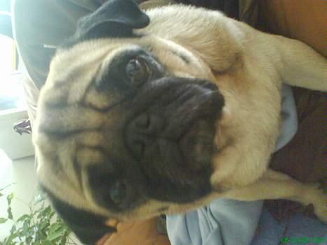 Mops marius billede 3