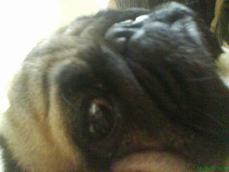 Mops marius billede 4