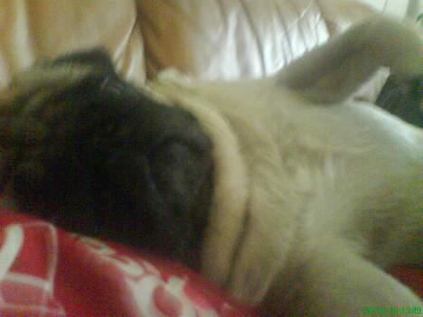 Mops marius billede 5