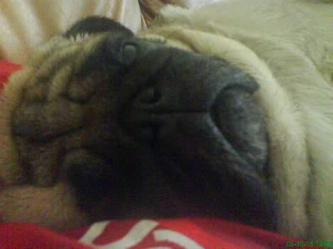 Mops marius billede 6