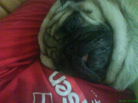 Mops marius billede 7