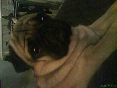 Mops marius billede 8