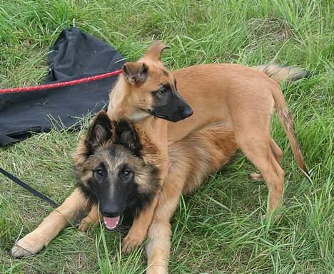 Tervueren Unique Ami Muxing - Muxing i tålmodig leg med Malinois hvalp billede 10
