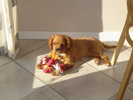 Cavalier king charles spaniel Charlie - charlie da han lige havde fået nyt legetøj. :) billede 12