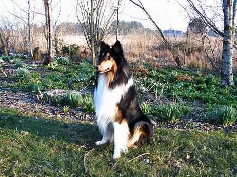 Collie langhåret Simba - sov sødt min skat! - Smukke vovse billede 4