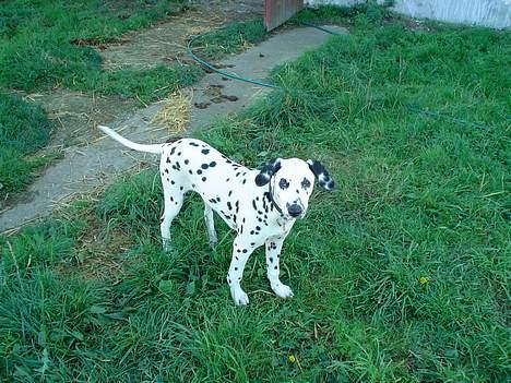 Dalmatiner Perle - Lige ud en tur skønt:) billede 6