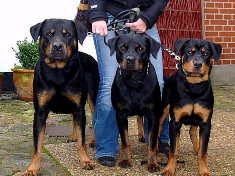 Rottweiler Muddi - Baloo, Muddi og Taz billede 14
