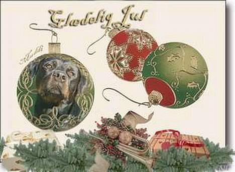 Rottweiler Muddi billede 15