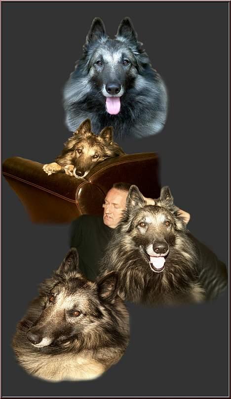 Tervueren Banzai - Kollage af Banzai lavet af Karina. billede 5