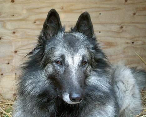 Tervueren Banzai billede 6