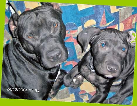 Amerikansk staffordshire terrier +max+ - max og makitta billede 8