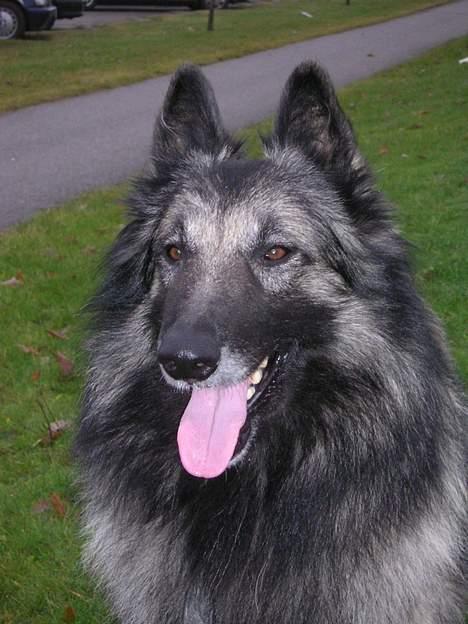 Tervueren Banzai billede 7