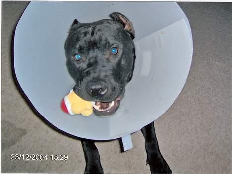 Amerikansk staffordshire terrier +max+ - øv øv er lige blevet kastereret billede 9