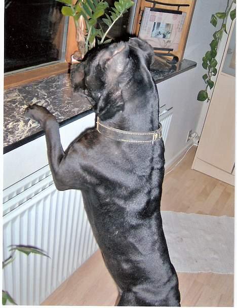 Amerikansk staffordshire terrier +max+ - kommer der snart nogen?? billede 10