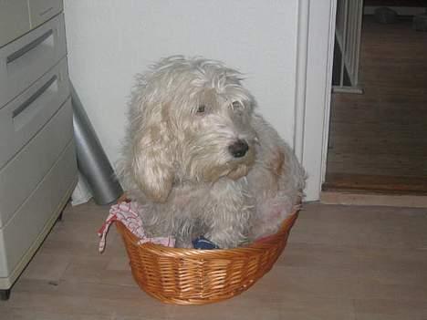 Petit basset griffon wendéen Miel. 1995-2007 - ja, det skal jo prøves billede 6