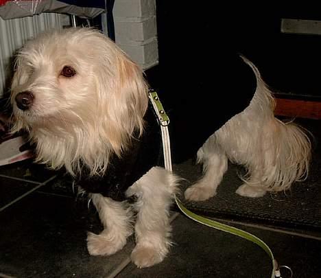 Bichon havanais Cuban Silky Dreams Ayshia - Ok - jeg er klar nu ... kommer du? billede 13