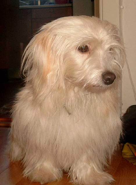 Bichon havanais Cuban Silky Dreams Ayshia - Nybadet og fønnet og puffet i pelsen billede 14