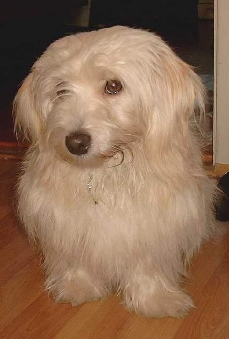 Bichon havanais Cuban Silky Dreams Ayshia - Nybadet og fønnet og puffet i pelsen billede 15