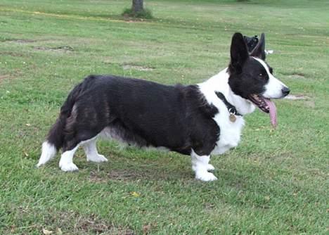 Welsh corgi cardigan Thea - Thea er med i skoven. Det elsker hun bare vildt meget billede 1