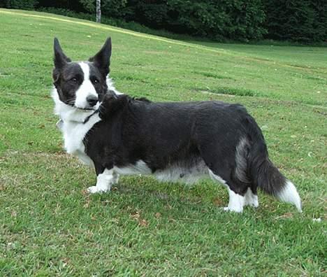 Welsh corgi cardigan Thea - Heeeey bliv nu lige her............. billede 3