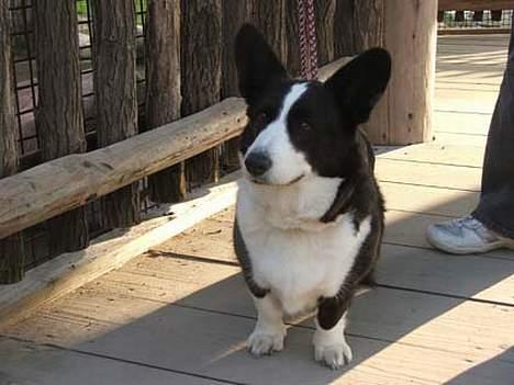 Welsh corgi cardigan Thea - I zoologisk have. Thea er meget opmærksom, for hun har lige fået øje på vores børn billede 4